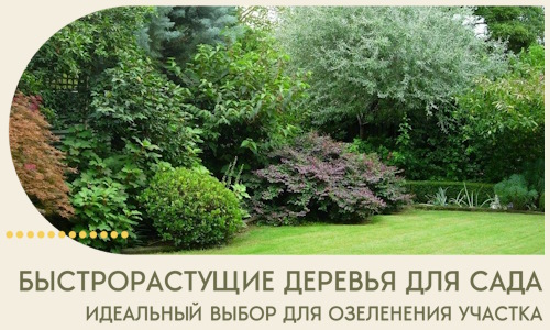 Быстрорастущие деревья для сада идеальный выбор в Кореновске