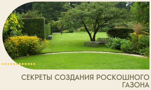 Секреты создания роскошного газона в Кореновске